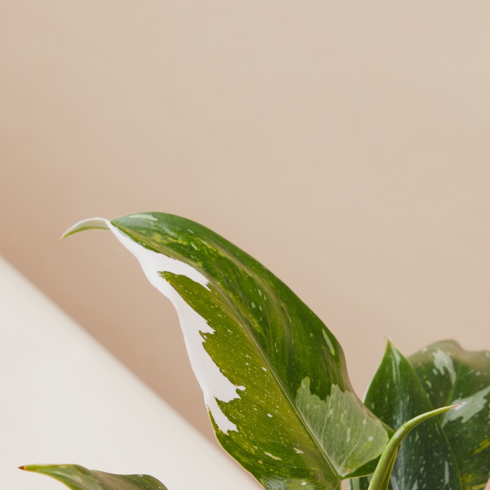 Филодендрон Уайт Принцесс Филодендрон Уайт Принцесс