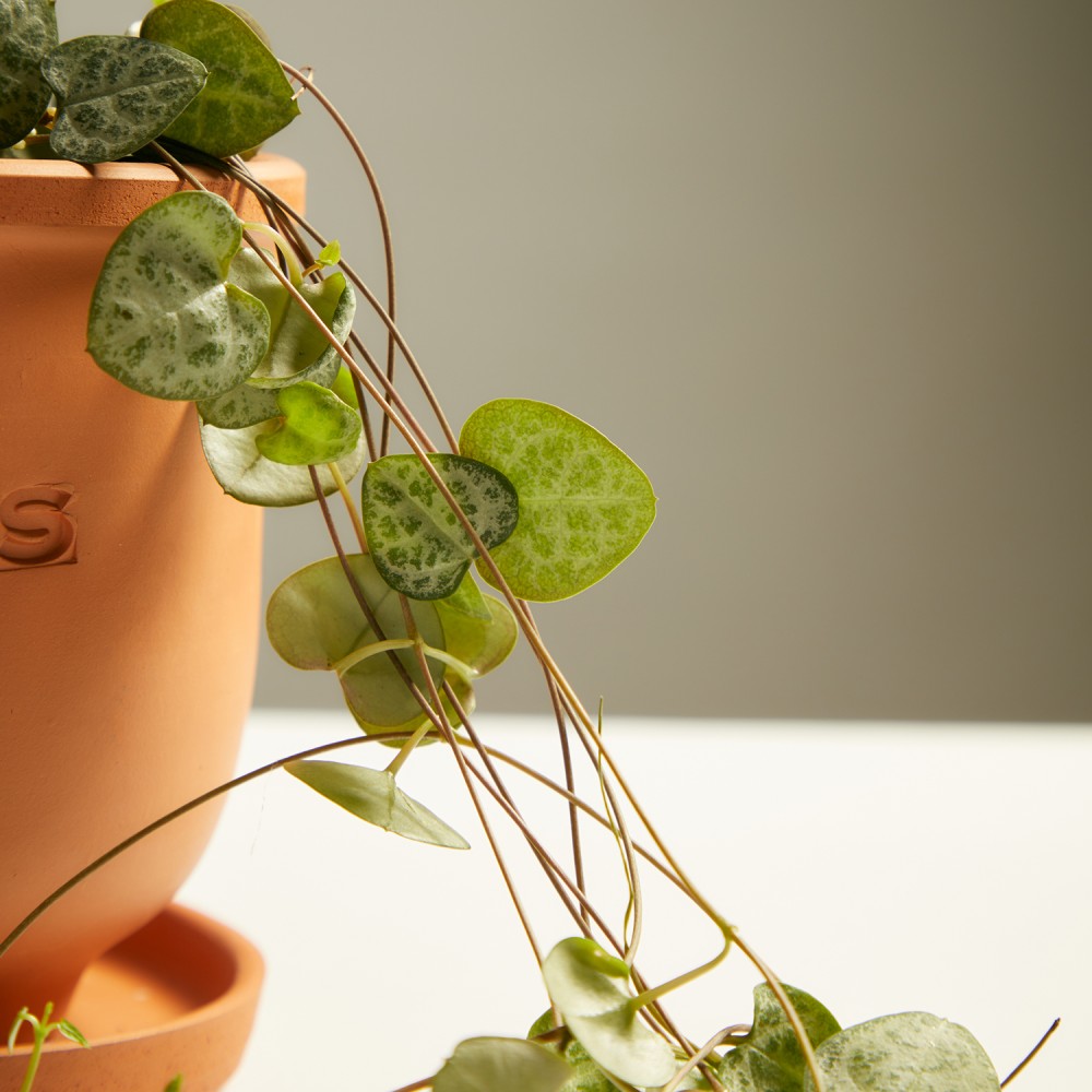 Церопегия Вуда