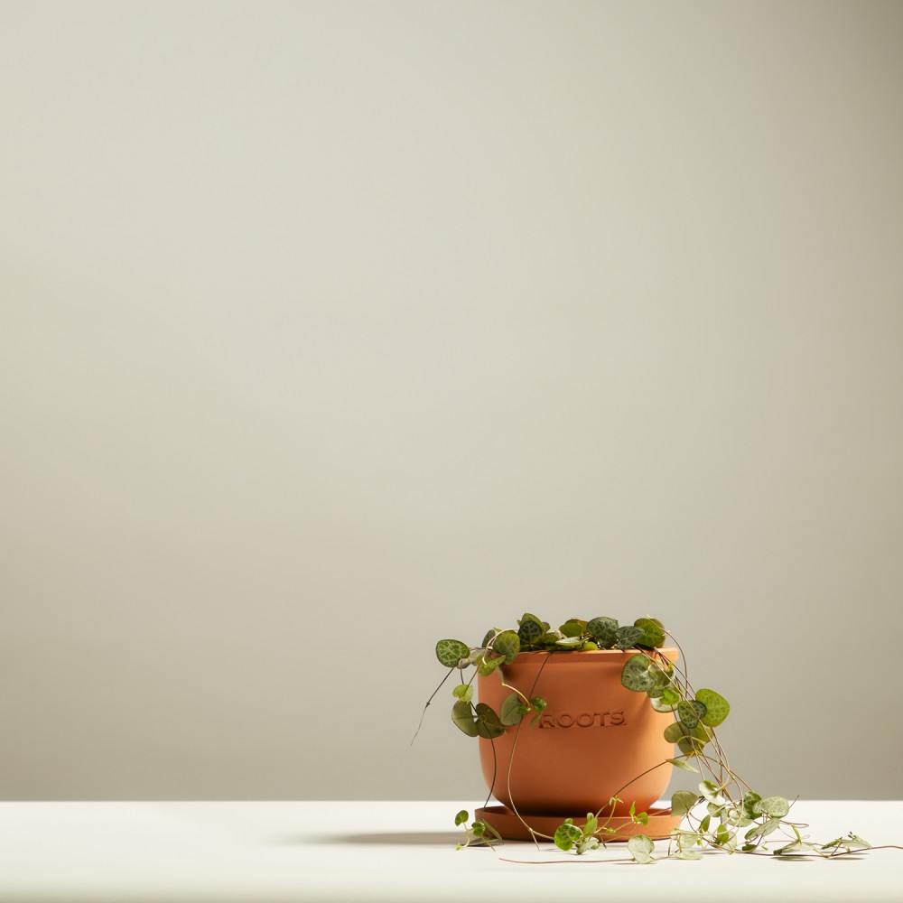 Церопегия Вуда