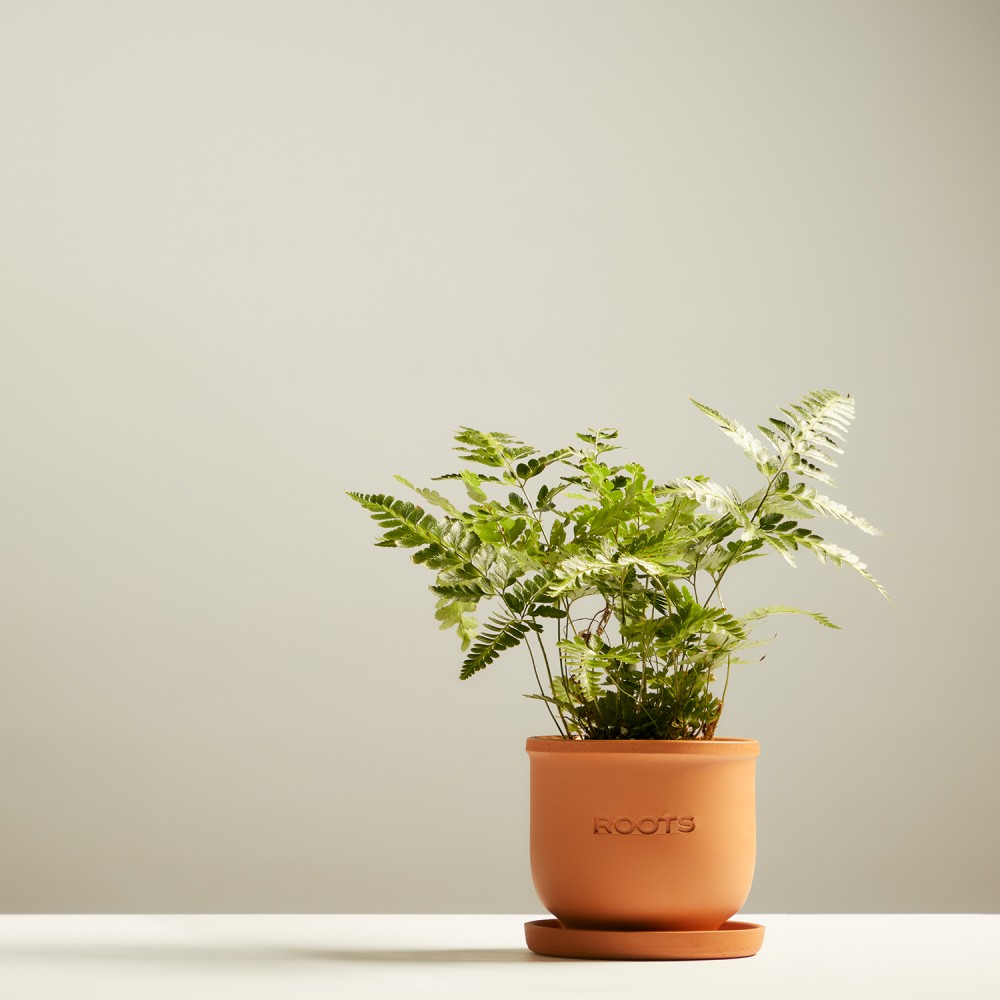 Румора вариегата