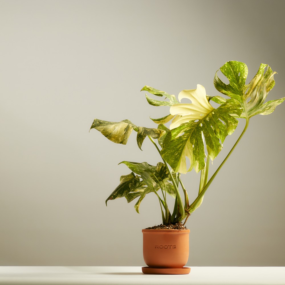 Монстера Тайское Созвездие Монстера Тайское Созвездие