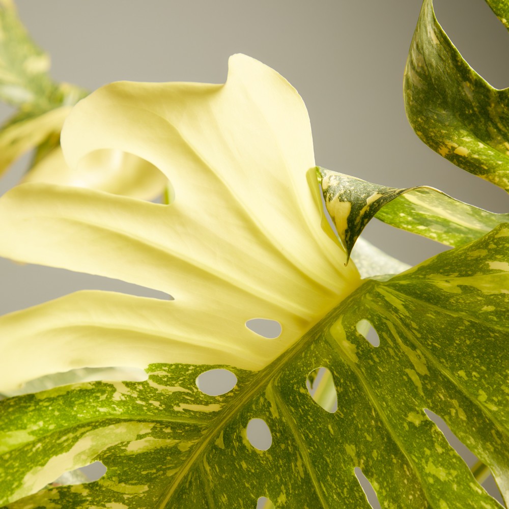 Монстера Тайское Созвездие Монстера Тайское Созвездие