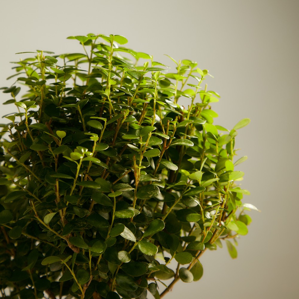 Мирсина Африканская Мирсина Африканская