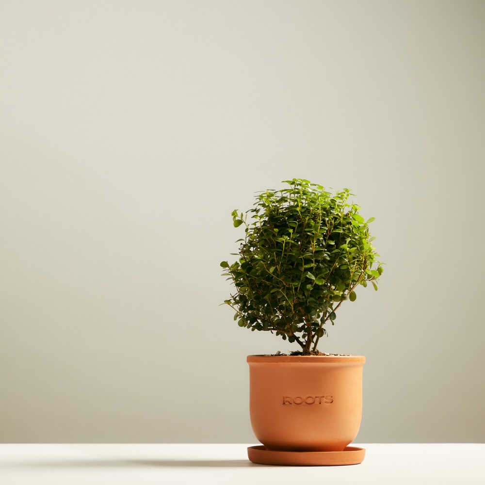 Мирсина Африканская Мирсина Африканская