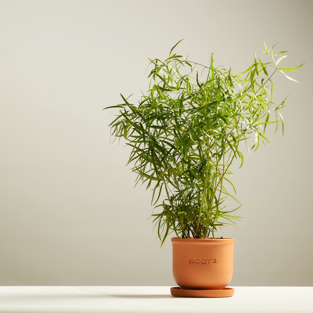 Аспарагус Фалькатус