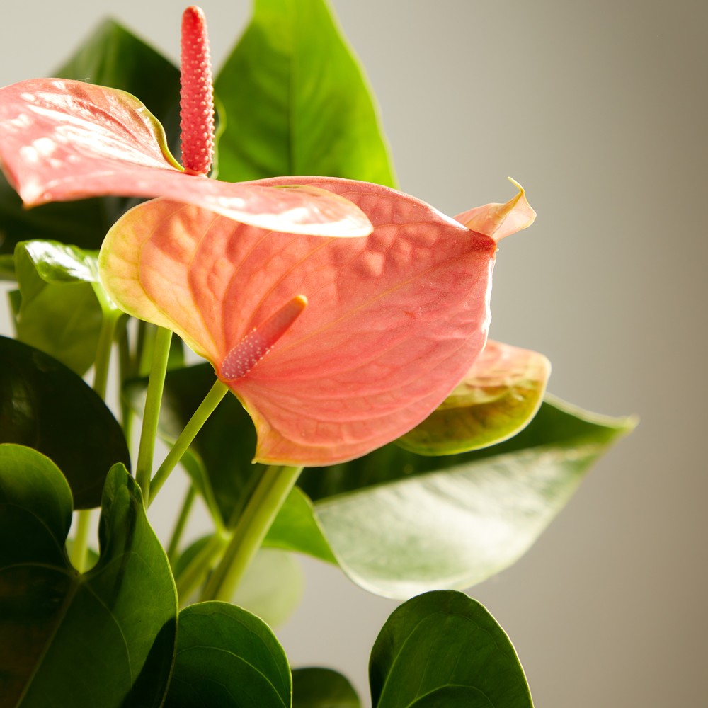 Антуриум Колорадо Антуриум Колорадо