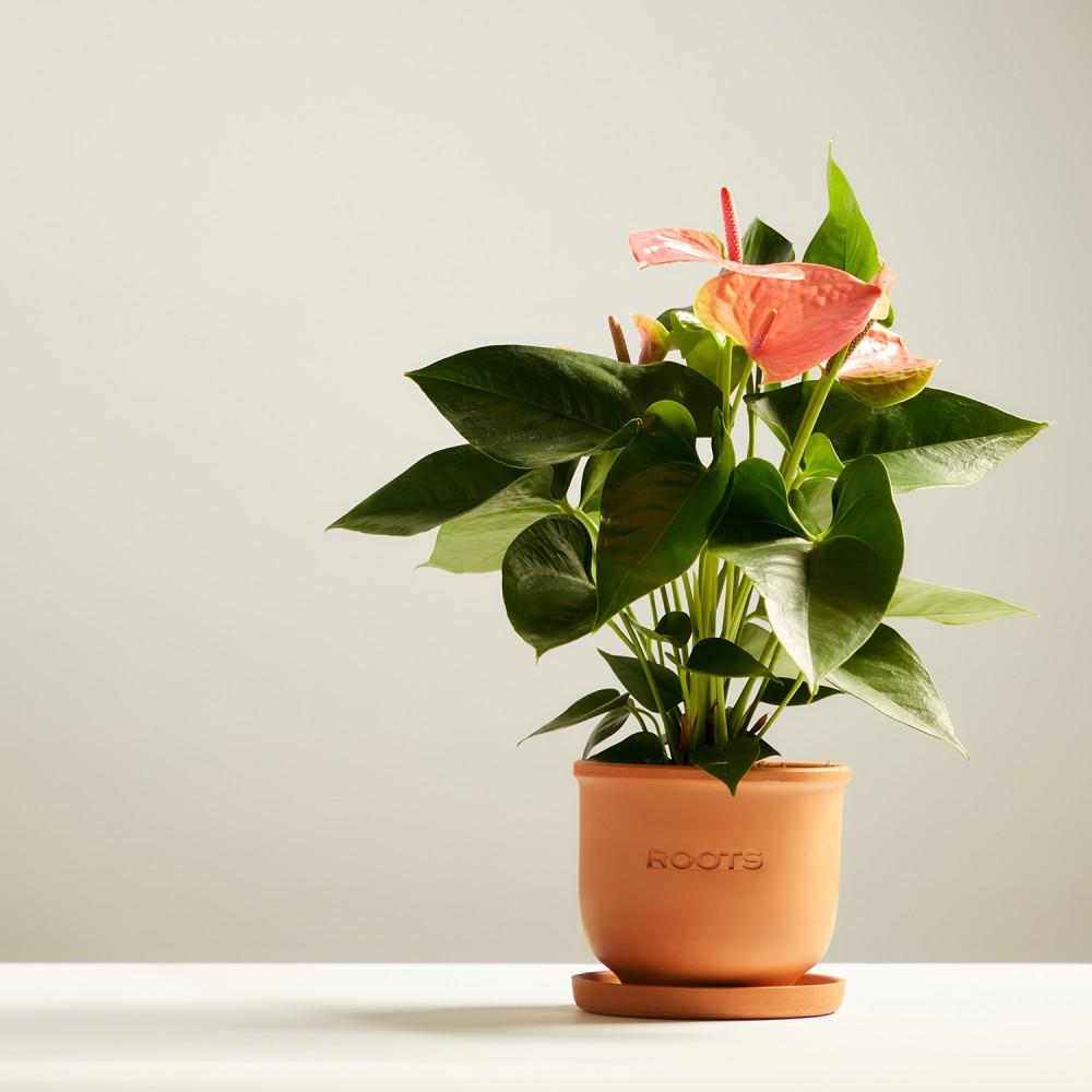 Антуриум Колорадо Антуриум Колорадо