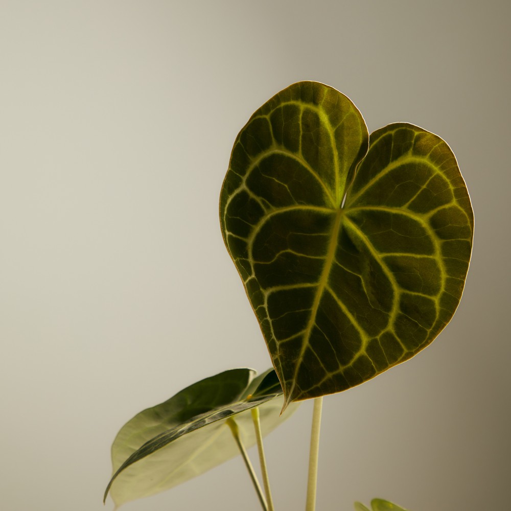 Антуриум Кларинервиум Антуриум Кларинервиум