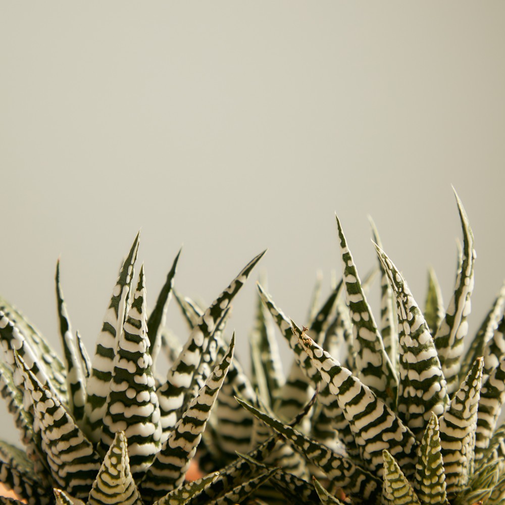 Хавортия Альба Хавортия Альба