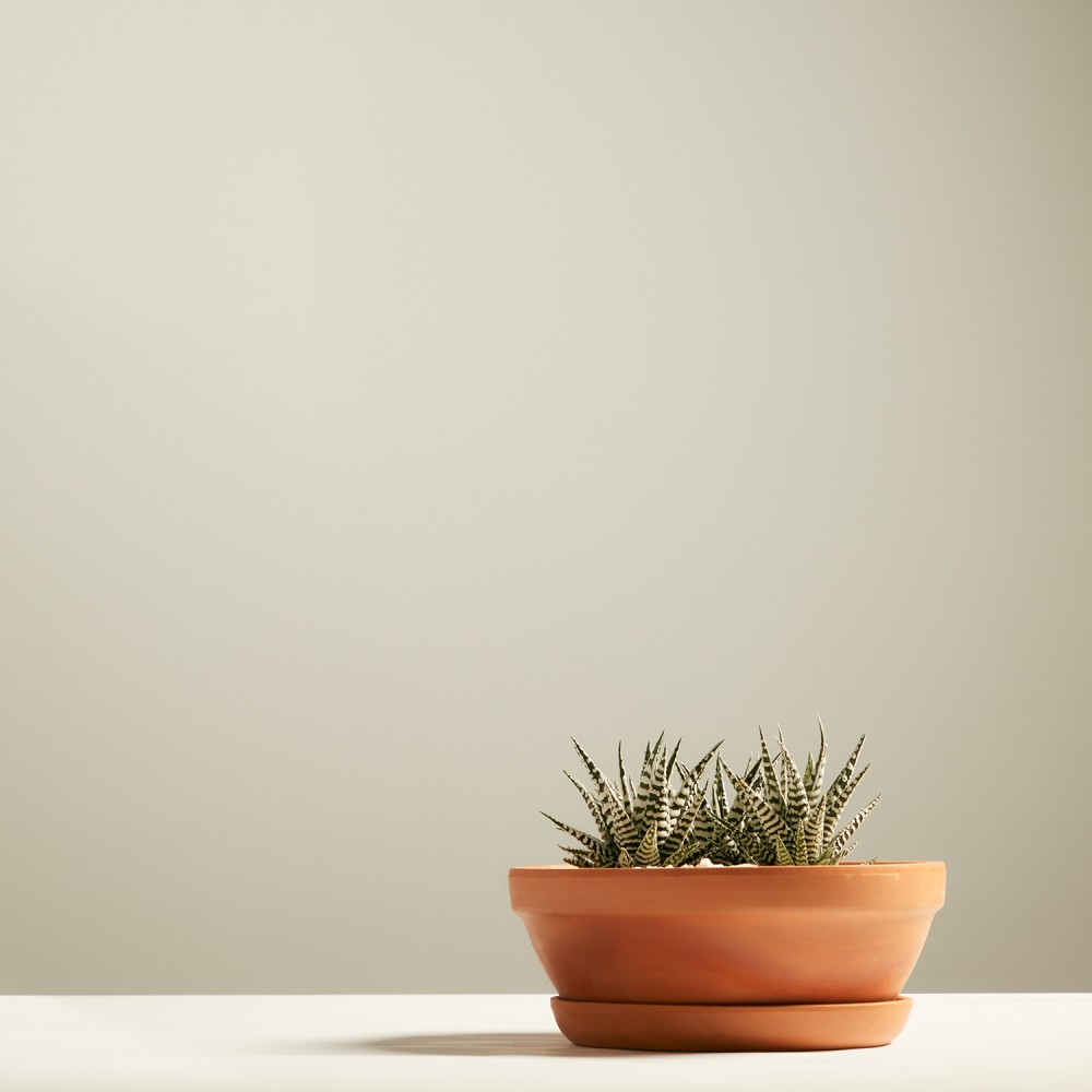 Хавортия Альба Хавортия Альба