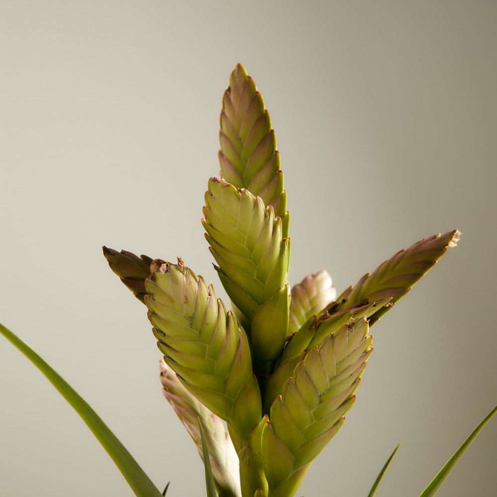 Тилландсия Амира