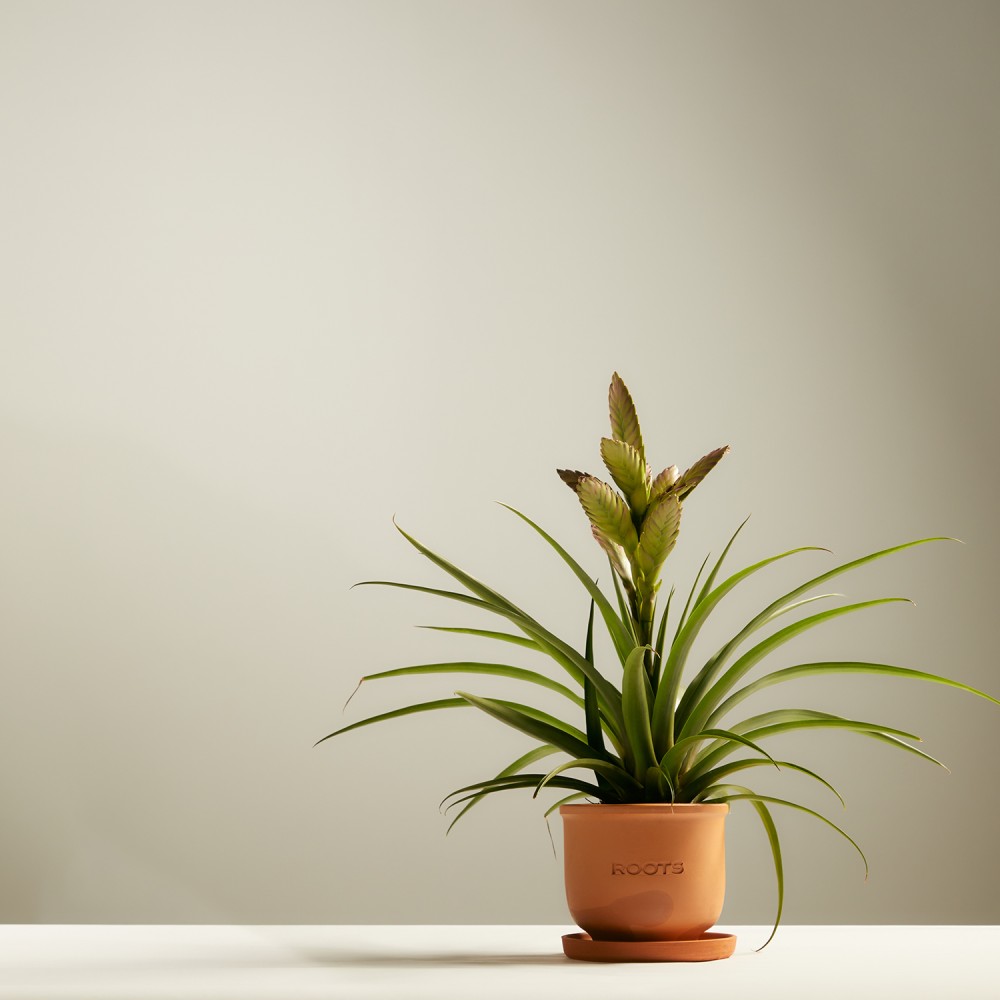 Тилландсия Амира