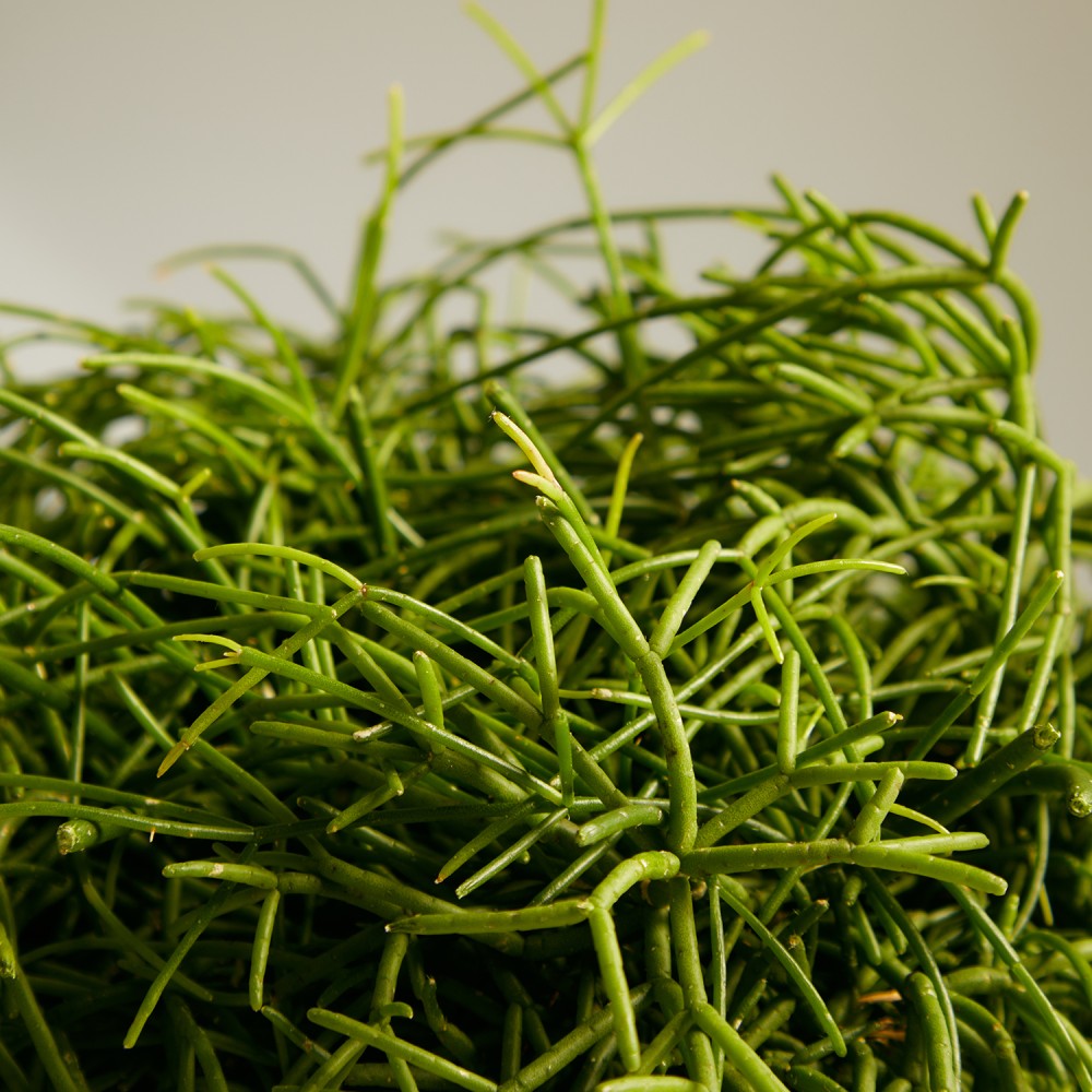 Рипсалис Рипсалис