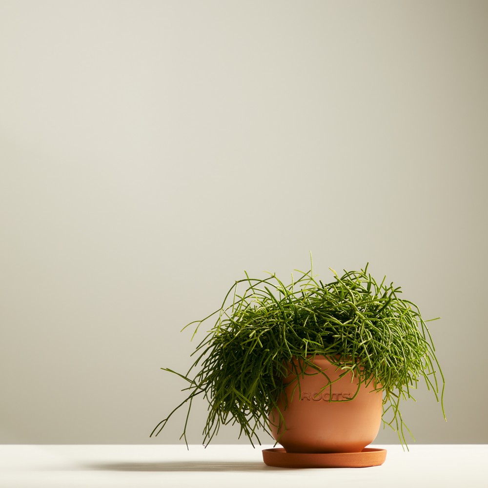 Рипсалис Рипсалис