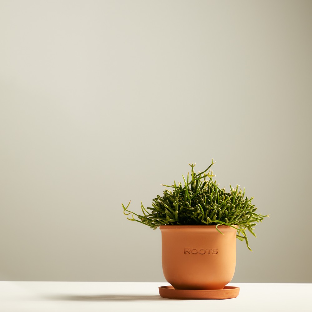 Рипсалис Бурчелли Рипсалис Бурчелли