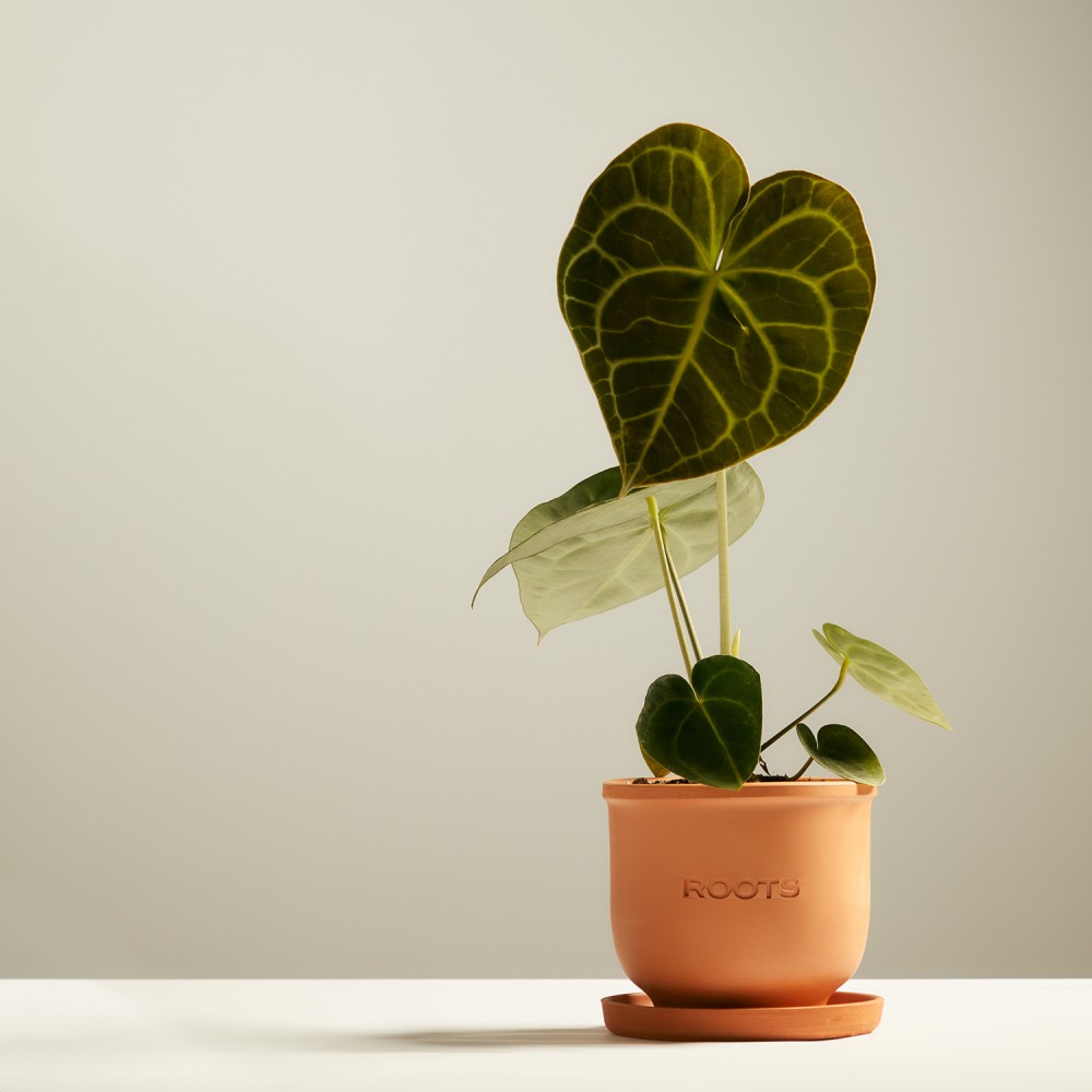 Антуриум Кларинервиум Антуриум Кларинервиум