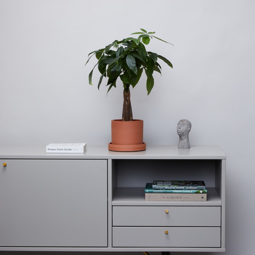 Горшок d14 Terracotta Горшок d14 Terracotta