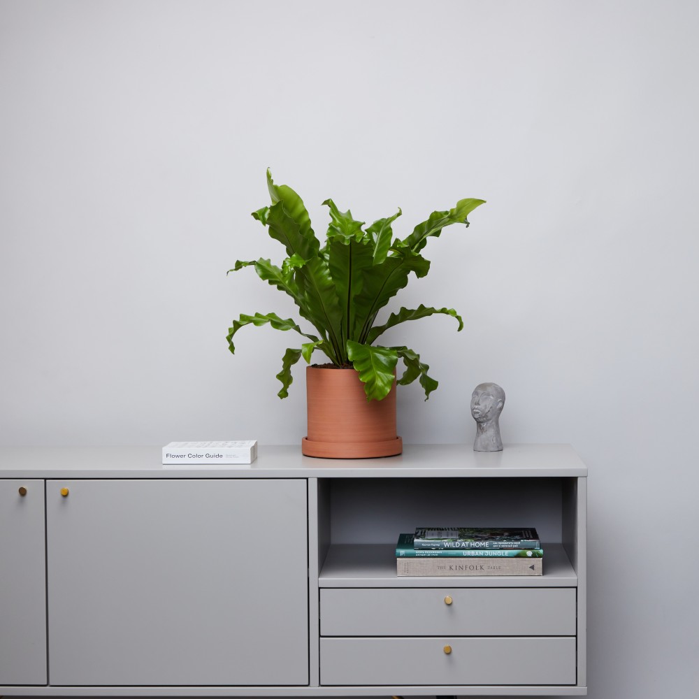 Горшок d18 Terracotta Горшок d18 Terracotta