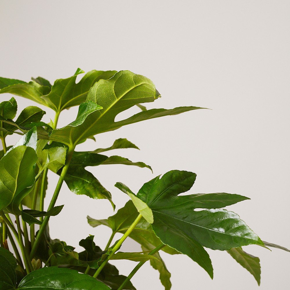 Фатсия японская Фатсия японская