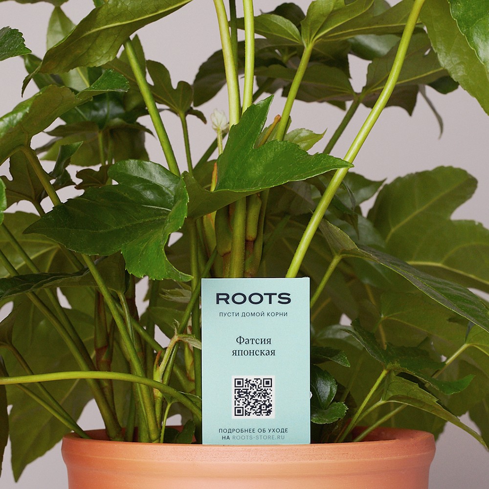 Фатсия японская Фатсия японская