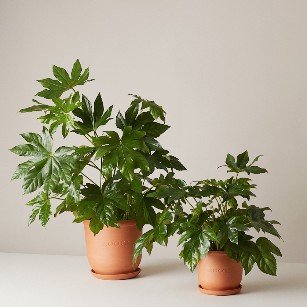 Фатсия японская Фатсия японская