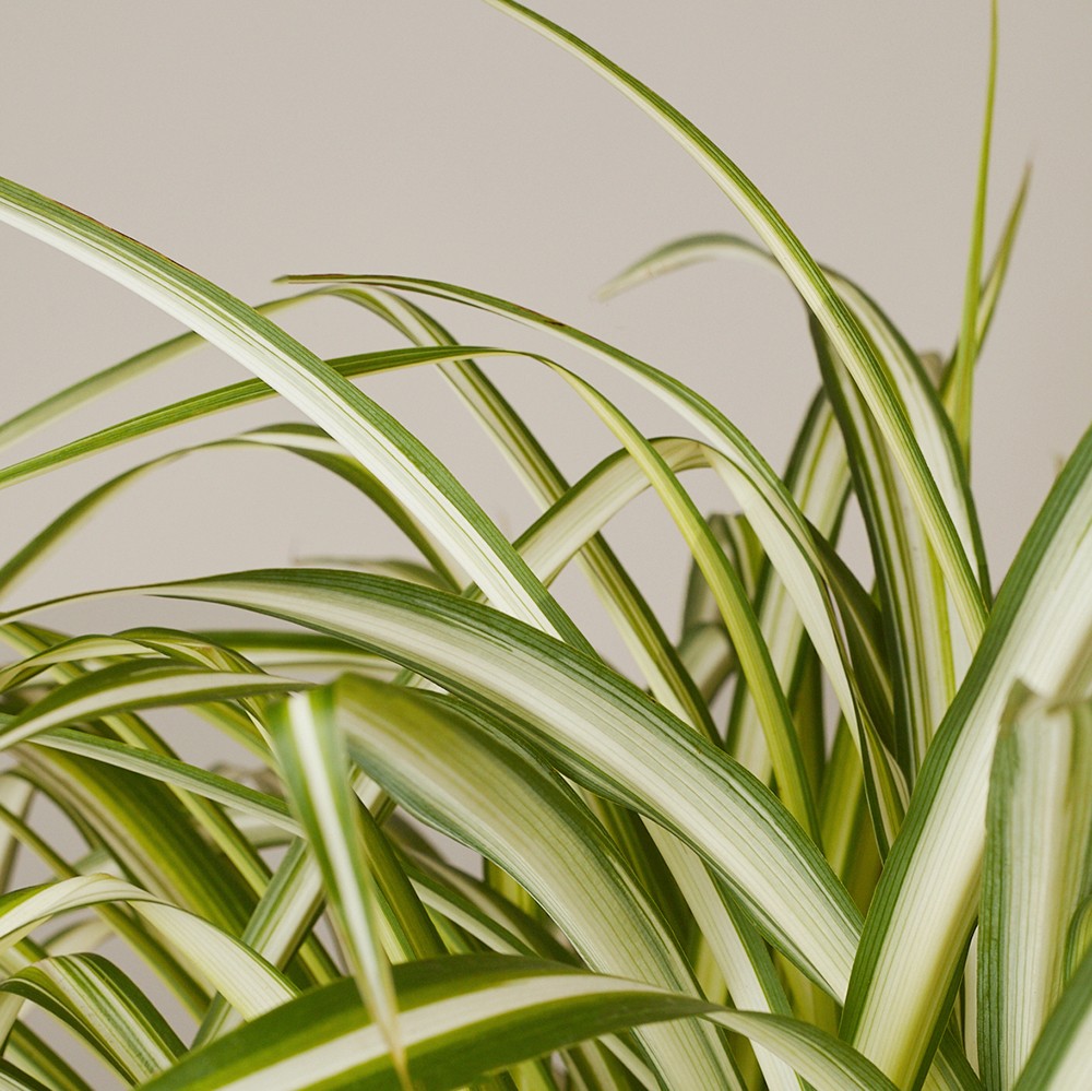 Хлорофитум Виттатум Хлорофитум Виттатум