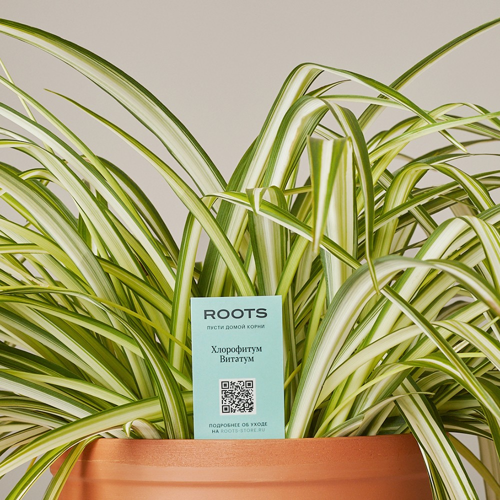 Хлорофитум Виттатум Хлорофитум Виттатум