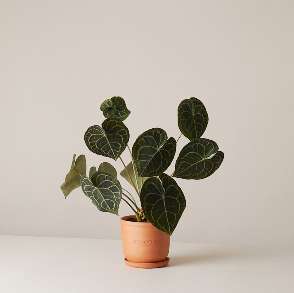 Антуриум Кларинервиум Антуриум Кларинервиум