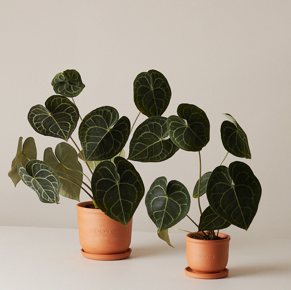 Антуриум Кларинервиум Антуриум Кларинервиум