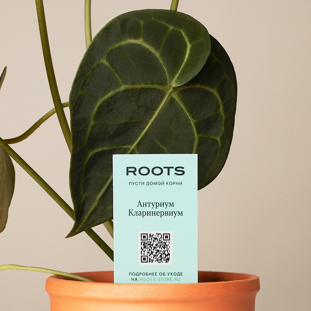 Антуриум Кларинервиум Антуриум Кларинервиум