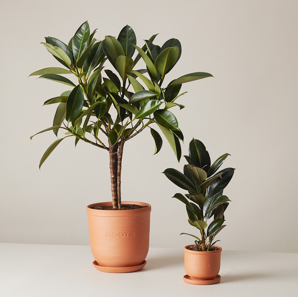 Фикус Эластика Мелани Фикус Эластика Мелани