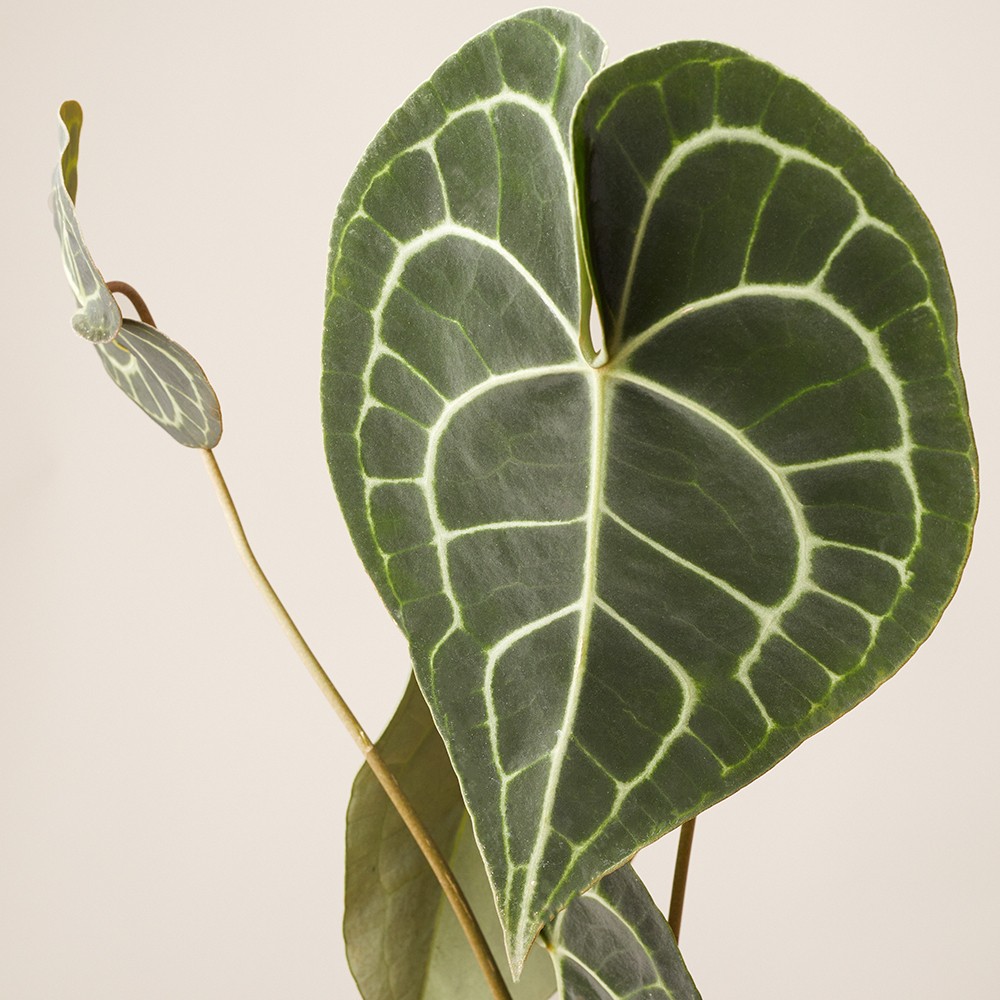 Антуриум Кларинервиум Антуриум Кларинервиум