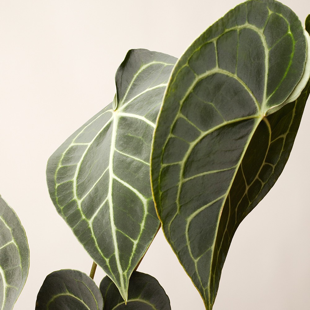 Антуриум Кларинервиум Антуриум Кларинервиум