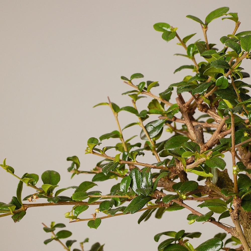 Бонсай Кармона Бонсай Кармона