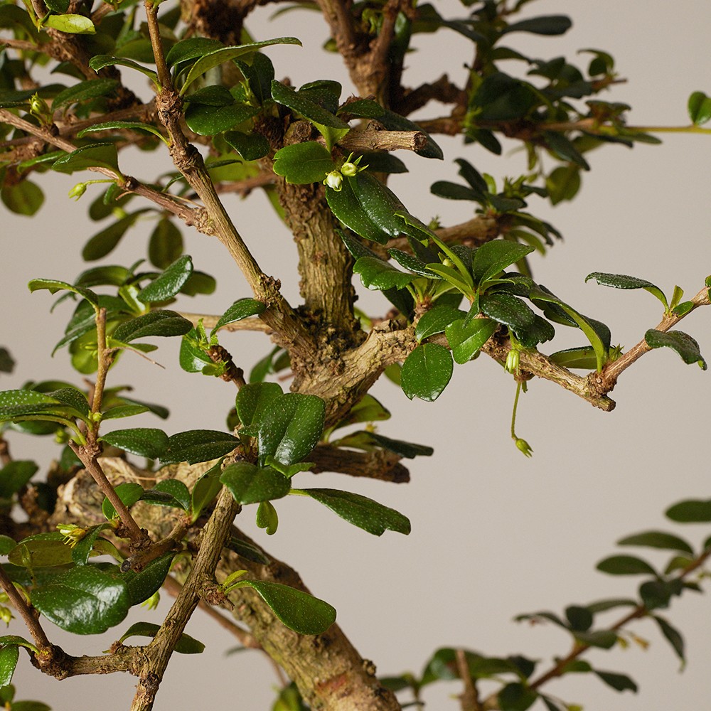 Бонсай Кармона Бонсай Кармона