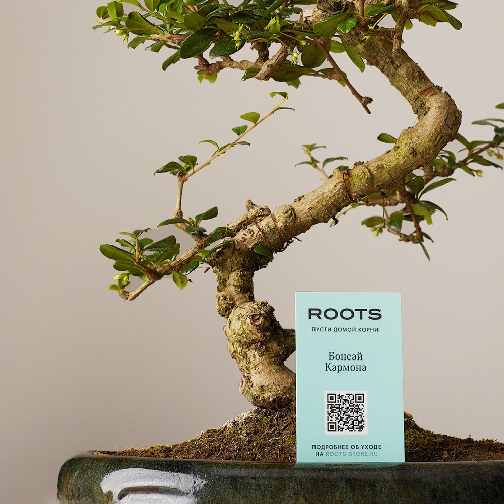 Бонсай Кармона Бонсай Кармона