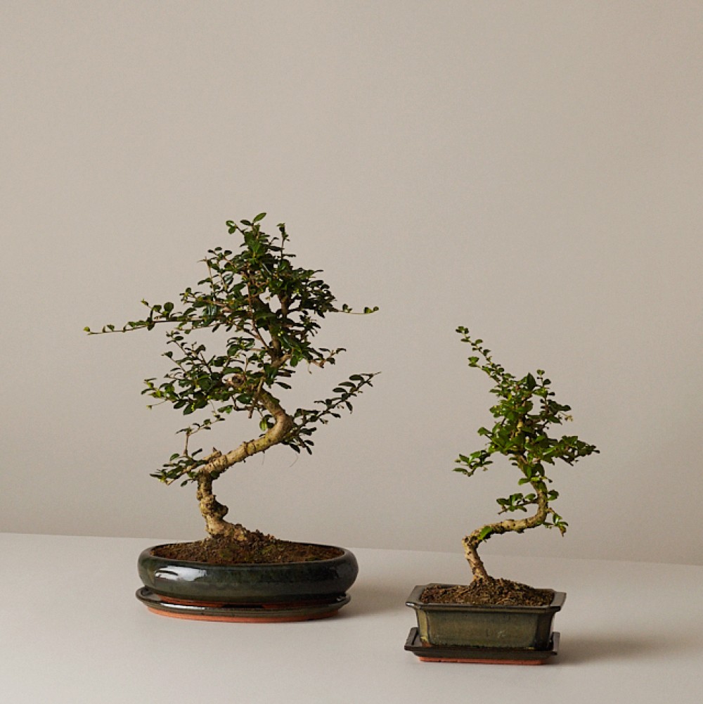 Бонсай Кармона Бонсай Кармона