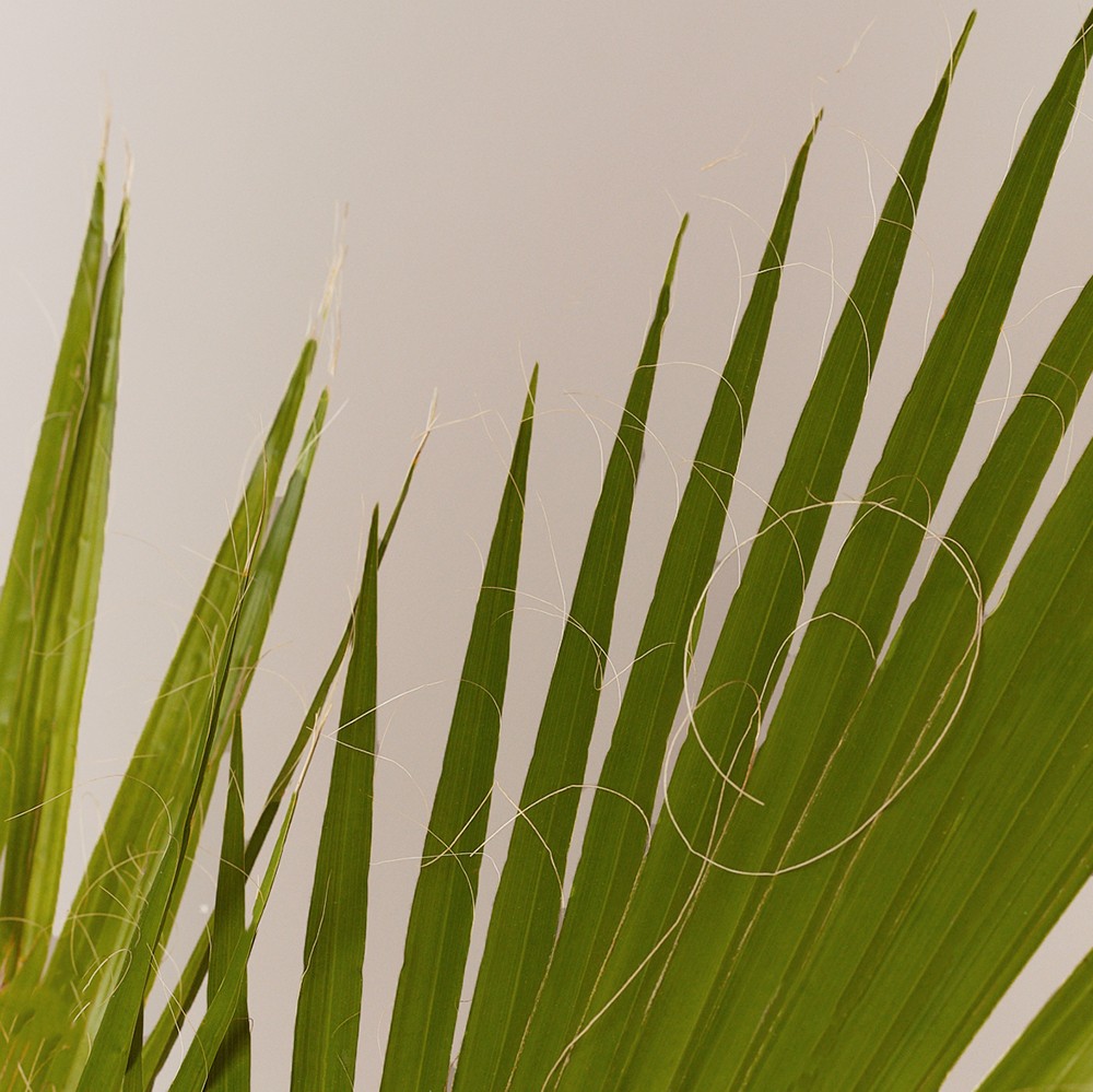 Вашингтония Вашингтония