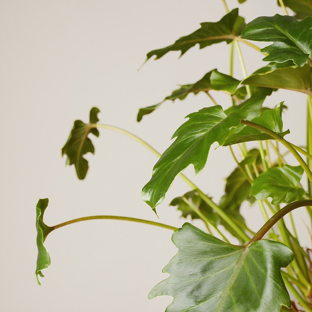 Филодендрон Ксанаду Филодендрон Ксанаду