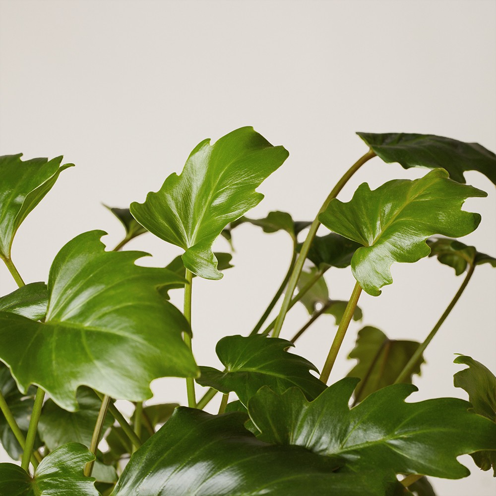 Филодендрон Ксанаду Филодендрон Ксанаду