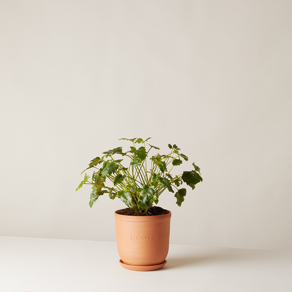 Филодендрон Ксанаду Филодендрон Ксанаду