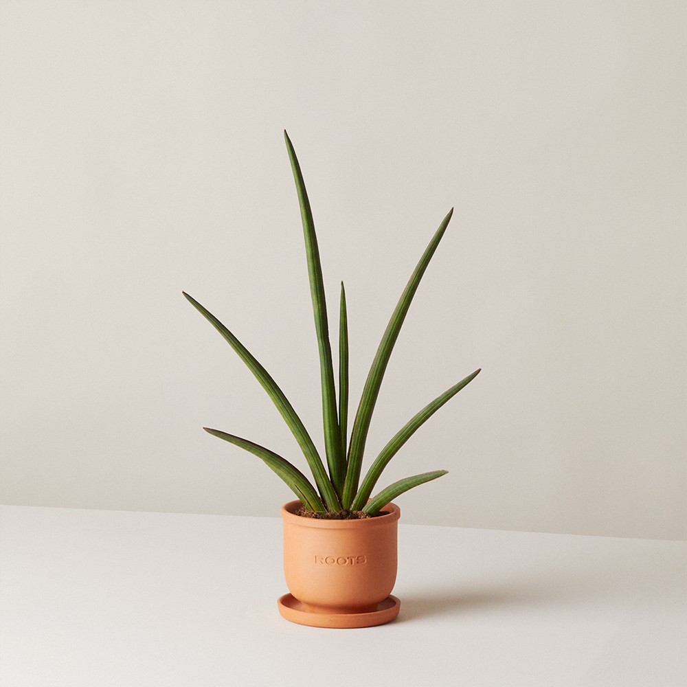 Сансевиерия Цилиндрика Фан Сансевиерия Цилиндрика Фан