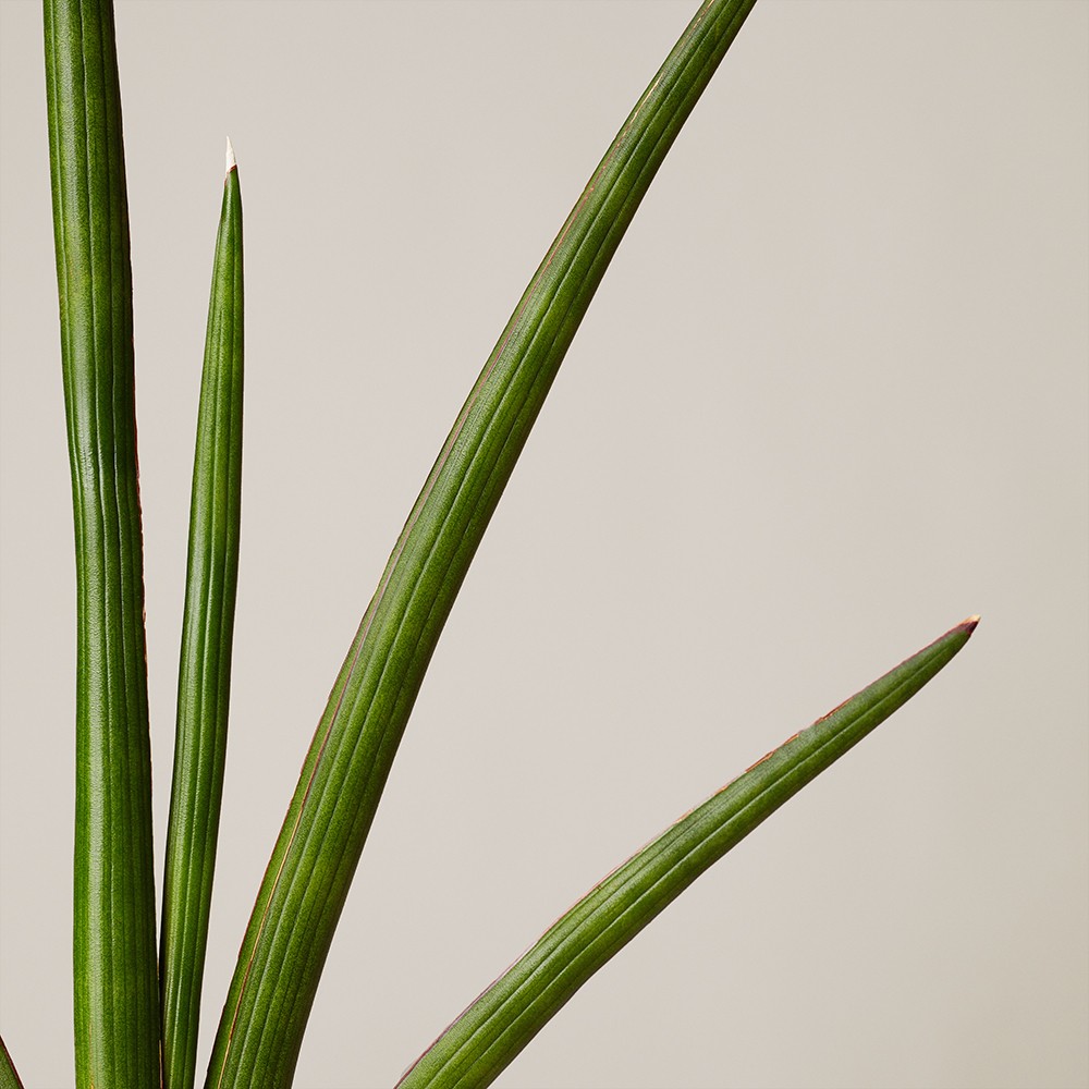 Сансевиерия Цилиндрика Фан Сансевиерия Цилиндрика Фан