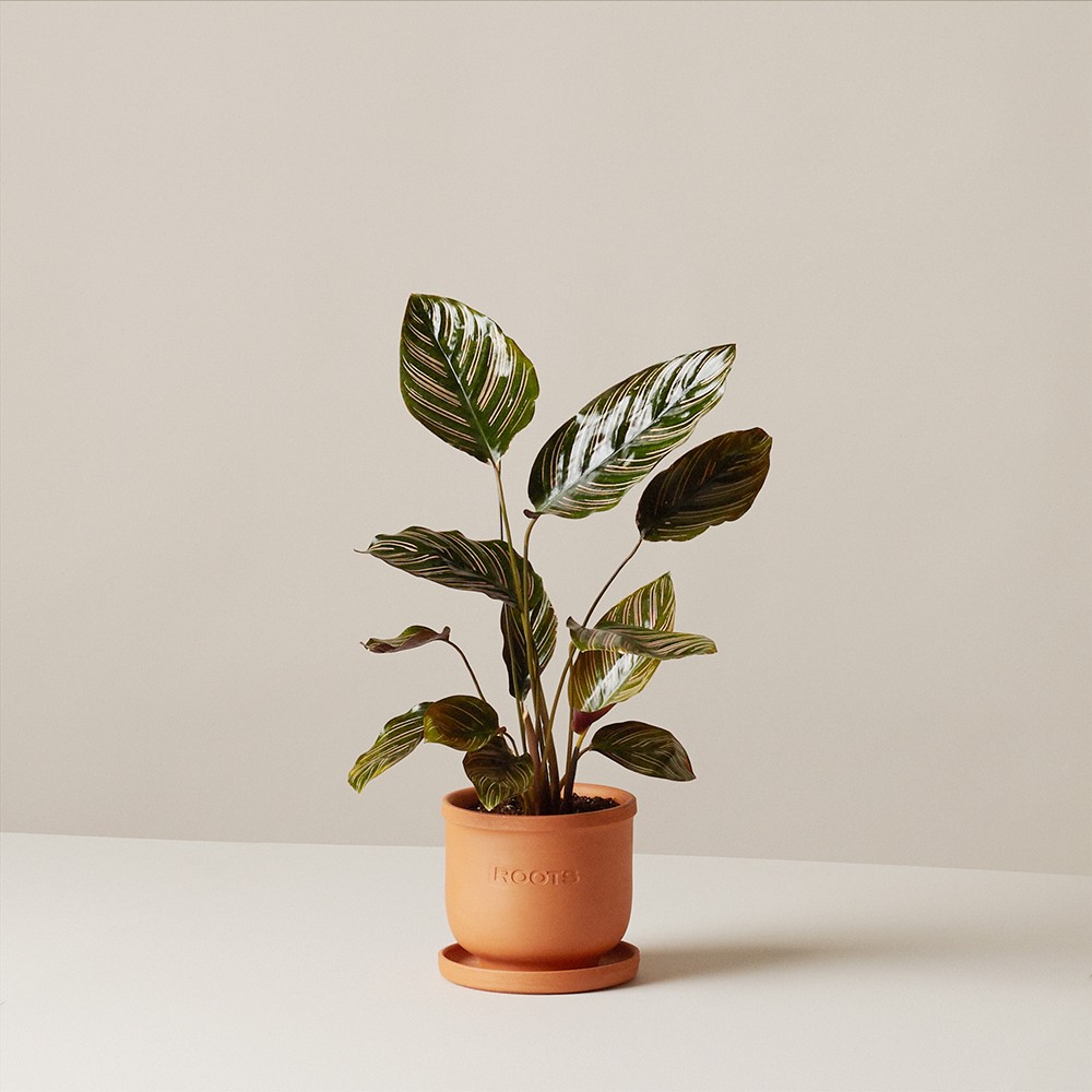 Калатея Орната