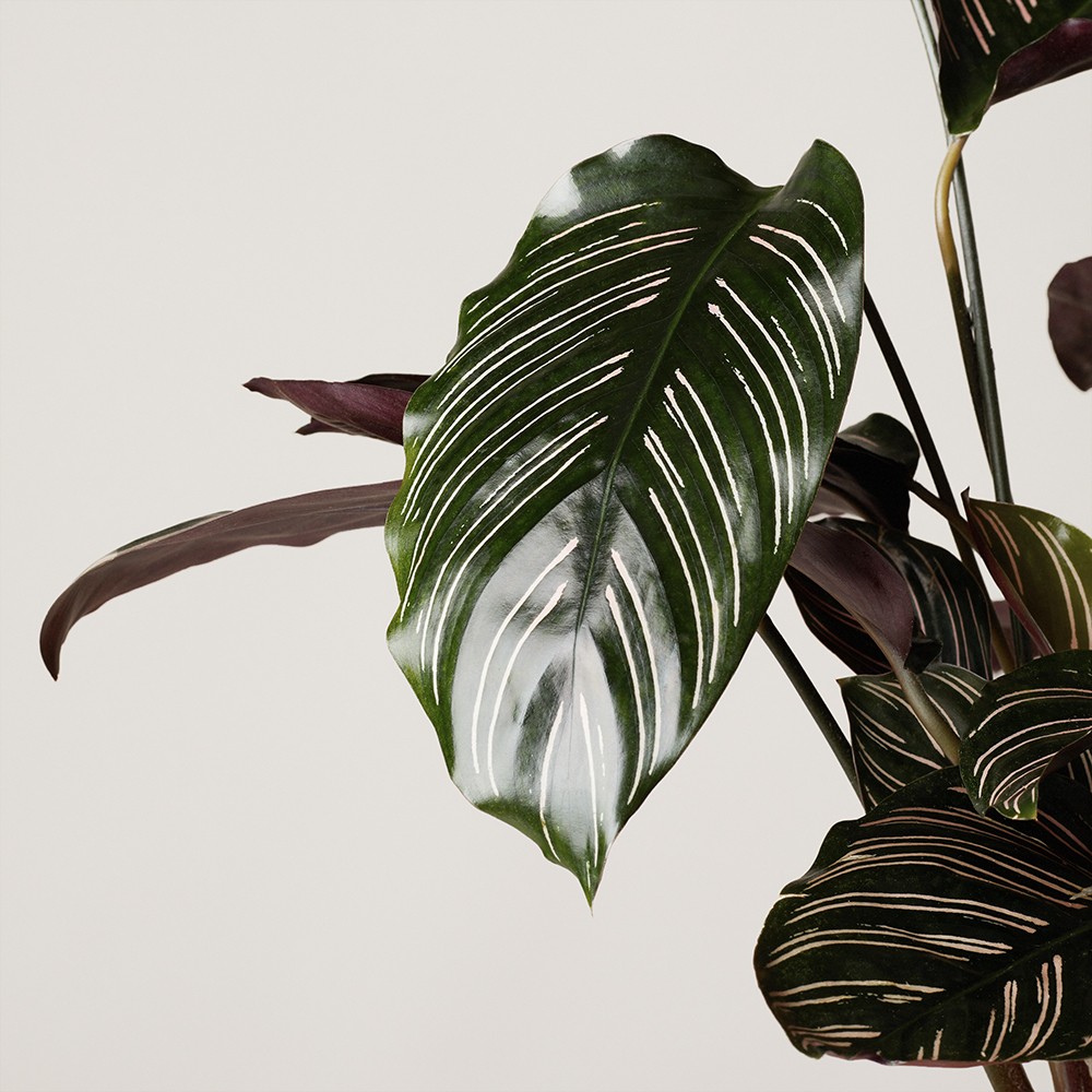 Калатея Орната