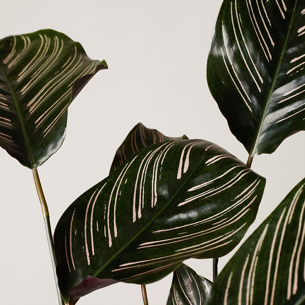 Калатея Орната