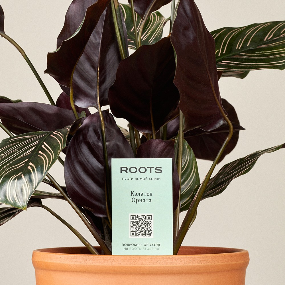 Калатея Орната