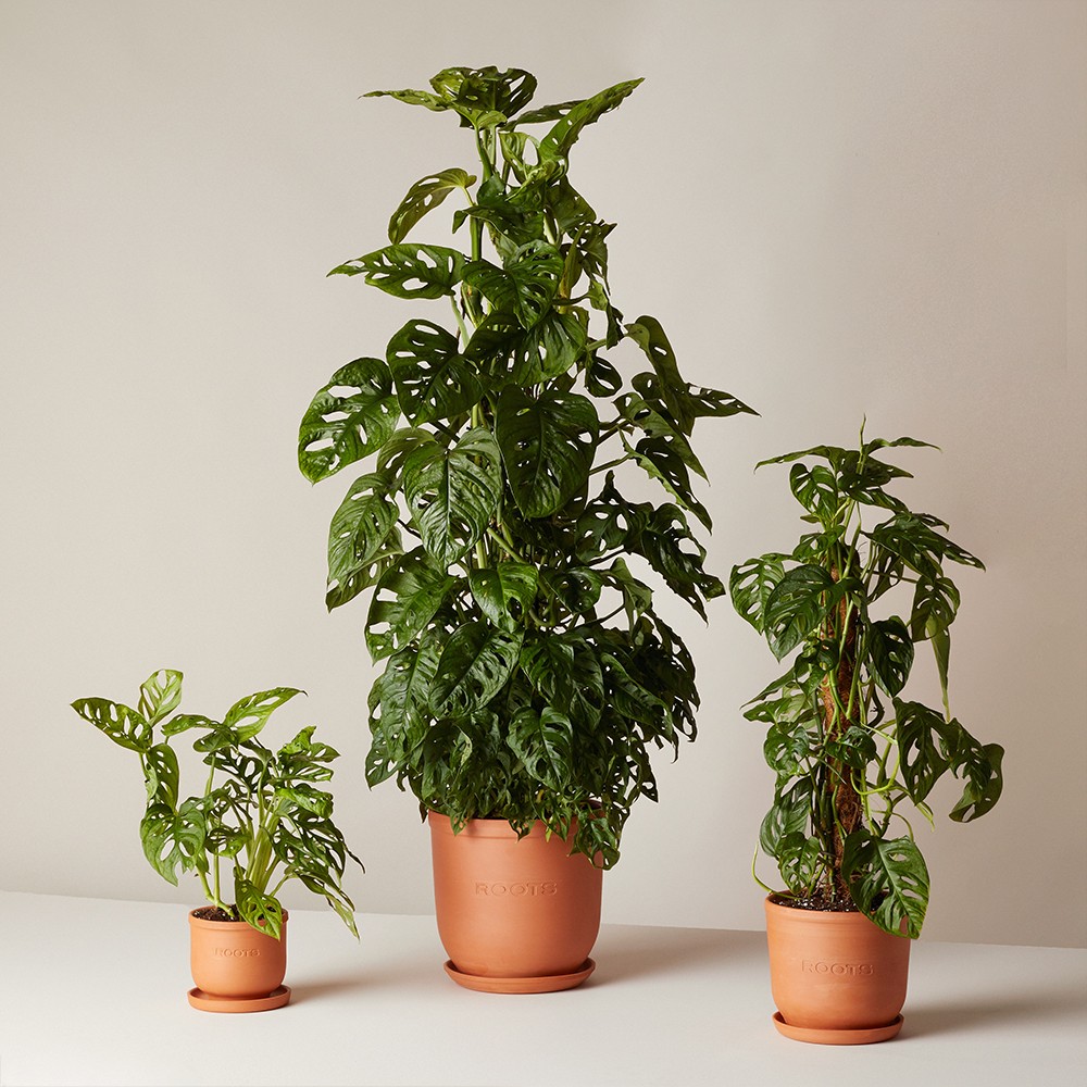 Монстера Манки Маск 