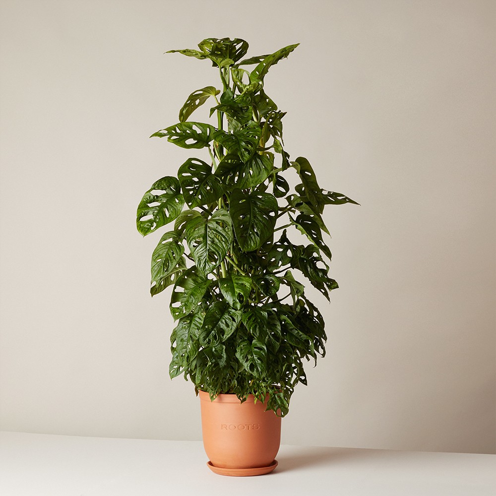 Монстера Манки Маск 