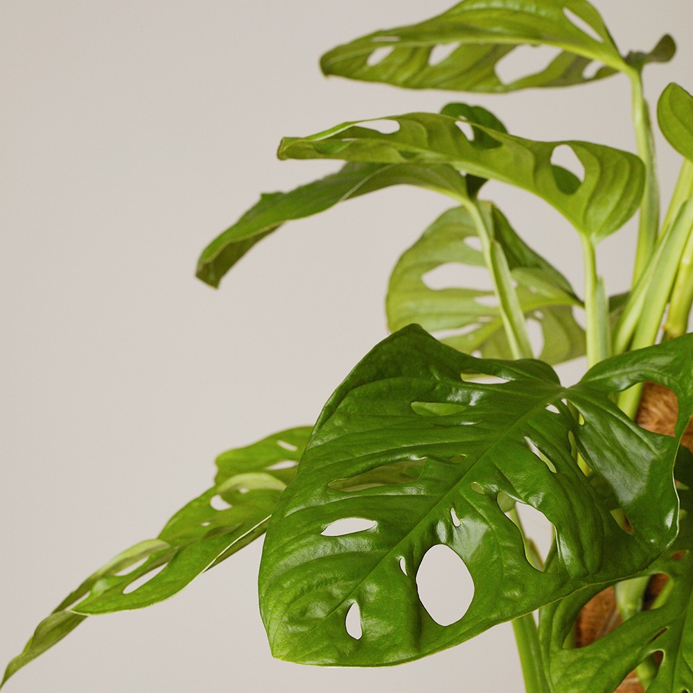 Монстера Манки Маск 